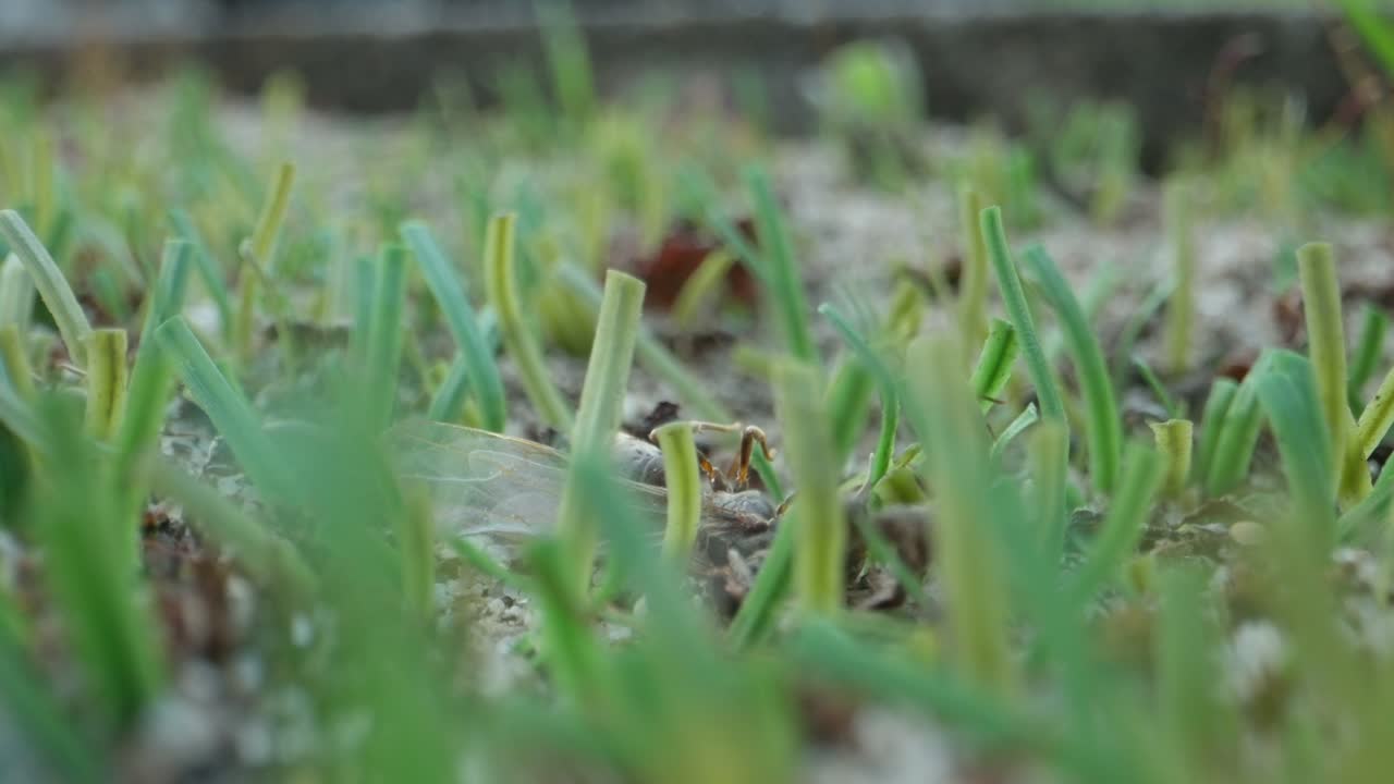 Extreme macro of ants crawling across bright green clustered plant with shallow focus