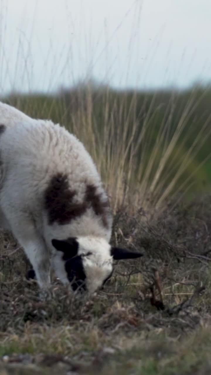 반점 양 들 이 풀 을 고 있다