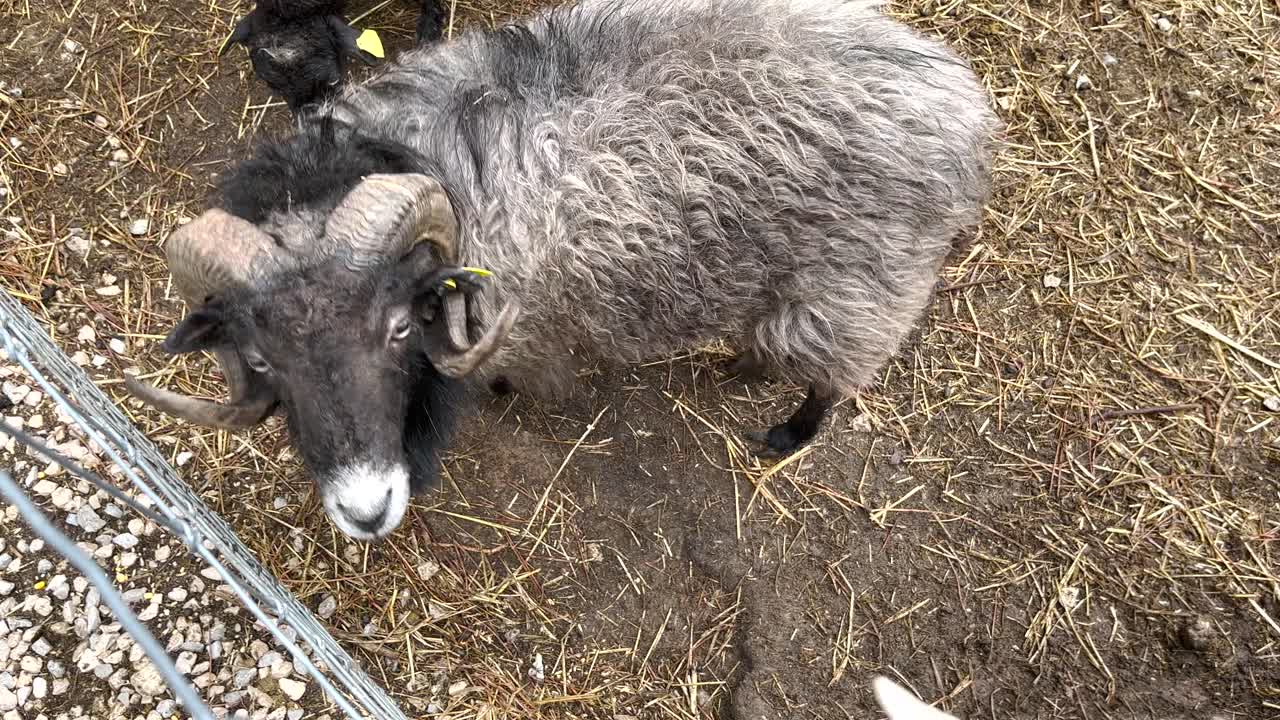 포르투갈 의 농장 에서 소형 염소 를 먹이는 아이 의  ⁇  으로 내려다보는 모습