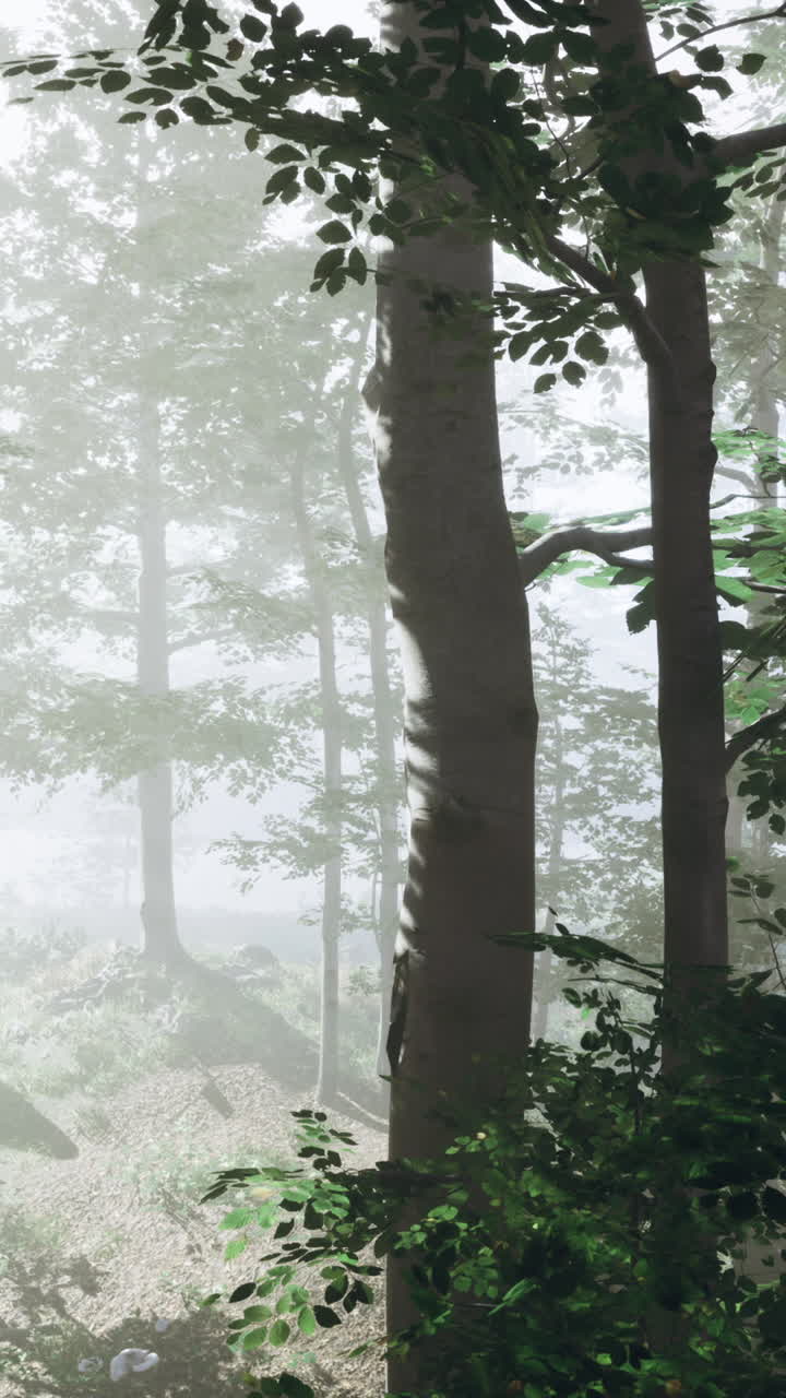 안개가 가득한 숲길