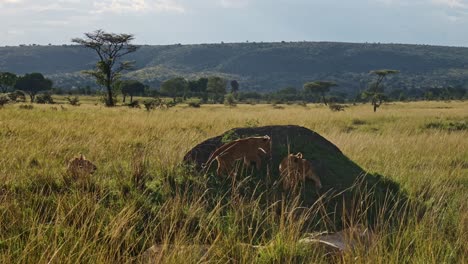 cámara lenta de lindos cachorros de león jugando en áfrica, dos jóvenes leones divertidos en maasai mara, kenia, subiendo en el montículo de termitas en la sabana en animales de safari de vida silvestre africana en maasai mara, kenia