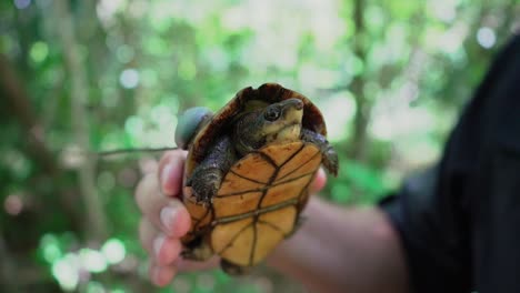 white-lipped mud turtle with a radio transmitter attached to its back being held by biologist