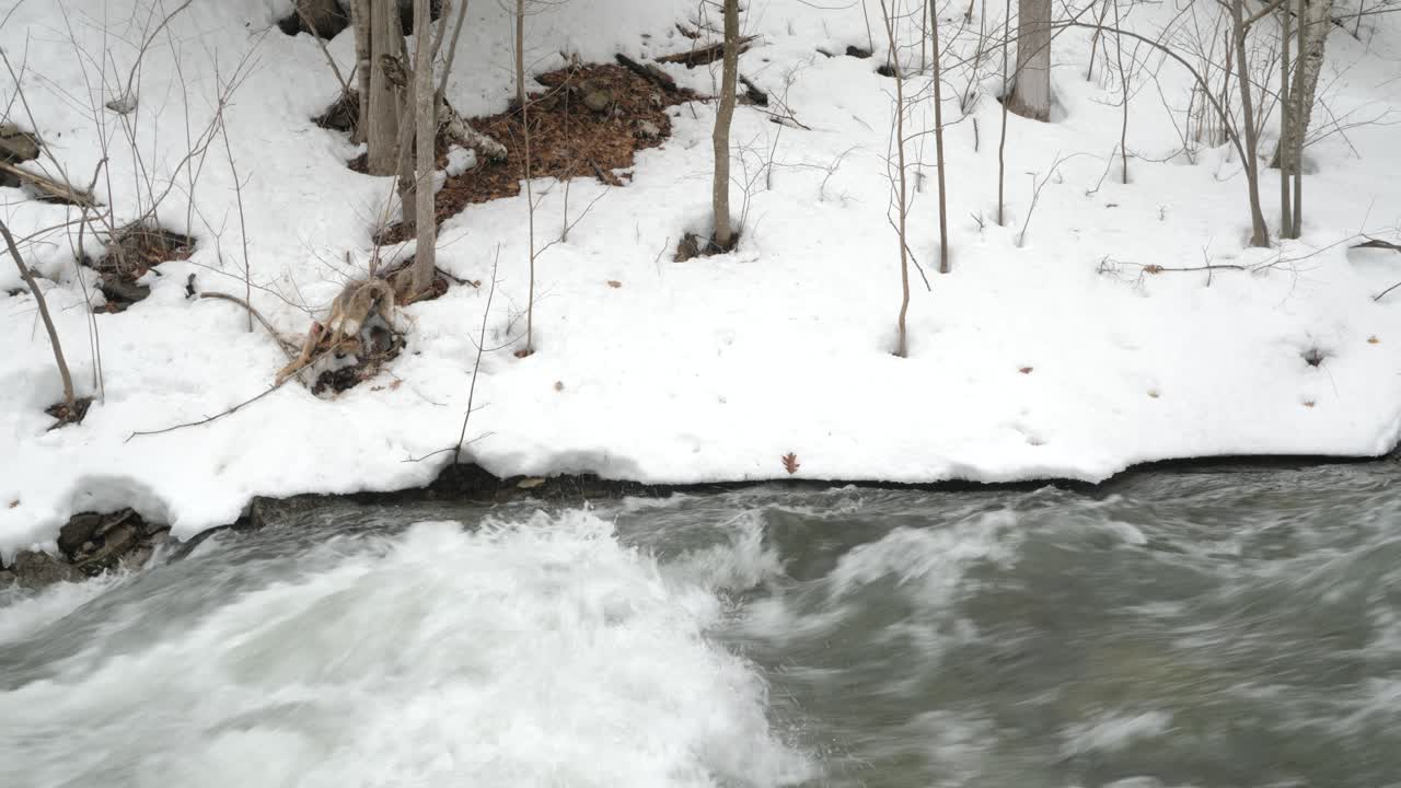 눈 인 숲에서 급격한 하천을 가로질러 멀리 해안에 죽은 사, 넓은 휴대용 정적