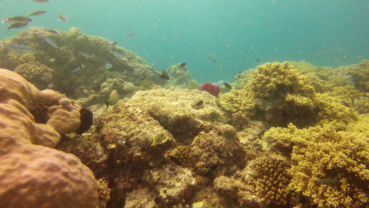la belleza de los arrecifes de coral vale la pena luchar por ella.