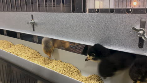 baby chickens or chicks hungerly eat from their pen - breed is dark brahma