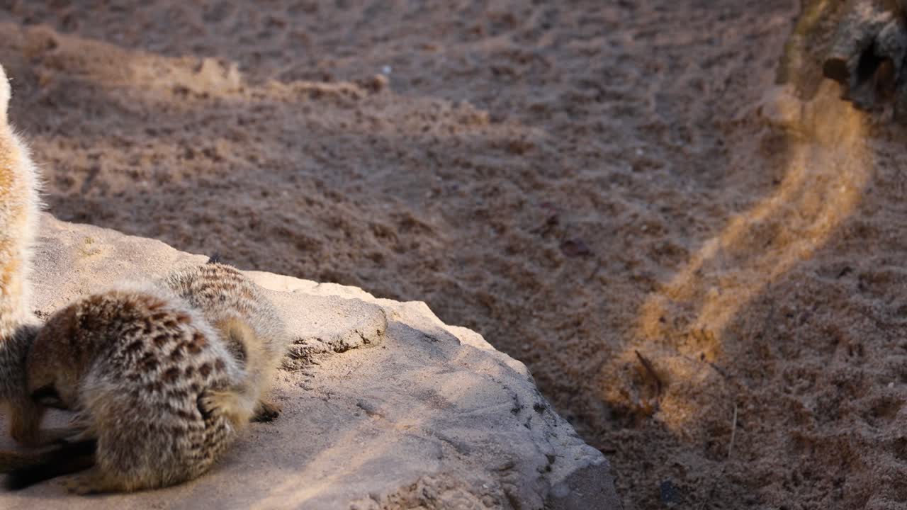 los suricatas se involucran en el comportamiento social en una roca