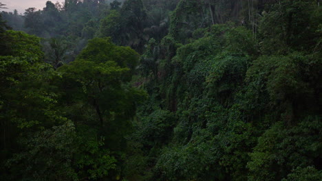 dense vegetated forest with vines climbing up canopy of tall tropical trees, aerial dolly