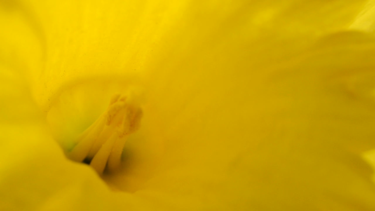 Fiori di primavera