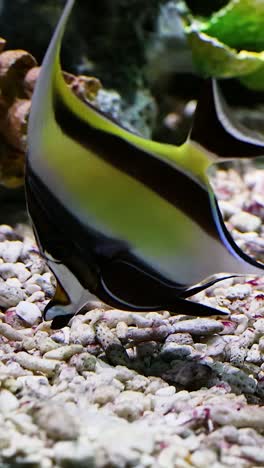 fish swimming around coral in a tank