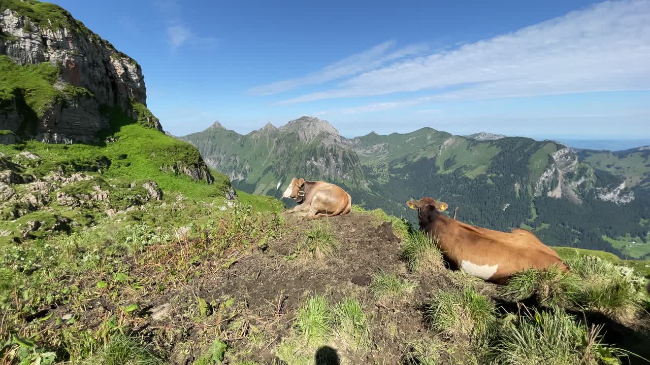 vacas domésticas etiquetadas en la oreja en la montaña rautispitz suiza