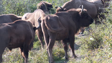 manada de bisontes europeos bonasus en una carretera rural, moviendo las colas, chequia