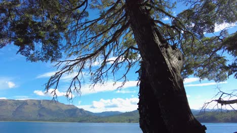 a seamless transition from a lush forest canopy to the serene expanse of a crystal-clear blue lake