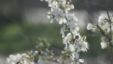 Honey-bee-walking-around-pollenating-white-blackthorn-cherry-blossom-flowers-slow-motion