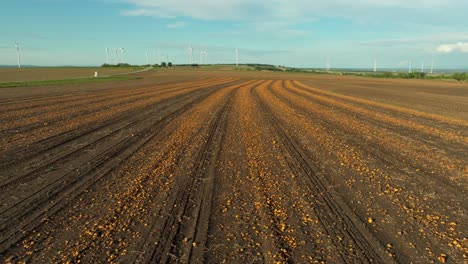 tierras de cultivo con campo de calabazas después de la temporada de cosecha