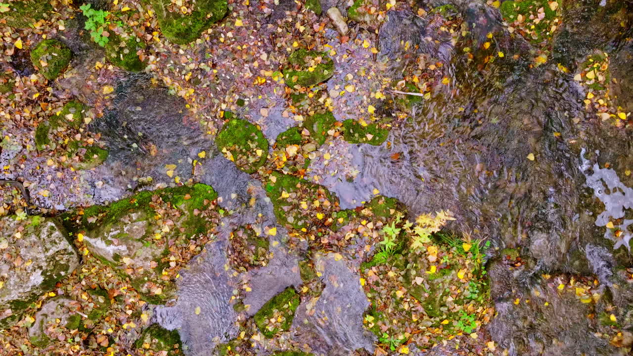 Autumn Leaves and Mossy Rocks in a Flowing Stream
