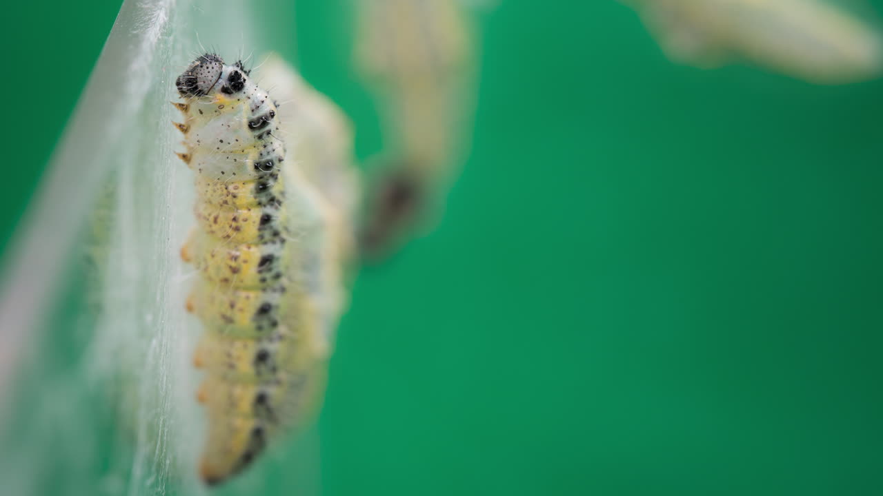 Closeup of Pieris brassicae caterpillar on leaf, vibrant and focused