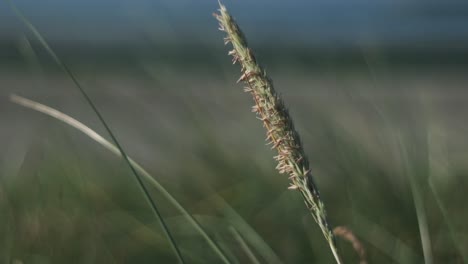 european beach grass swaying in the wind