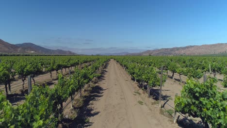 aerial shot of a big vineyad in valle of guadalupe