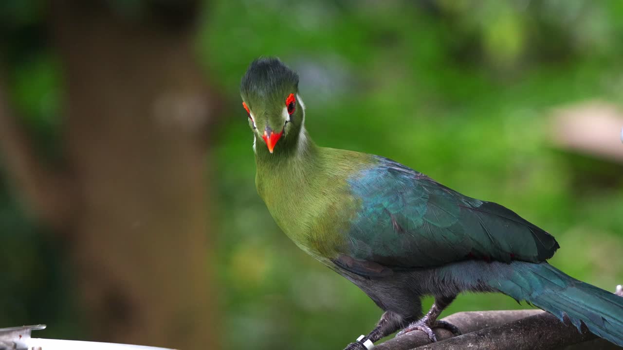 White-cheeked turaco with vibrant plumage, perched on the edge of the bird feeder, eating fruits from the bowl, close up shot