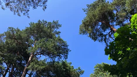 Low-angle-of-tall-green-pine-trees-under-the-blue-sunny-sky-in-the-summer