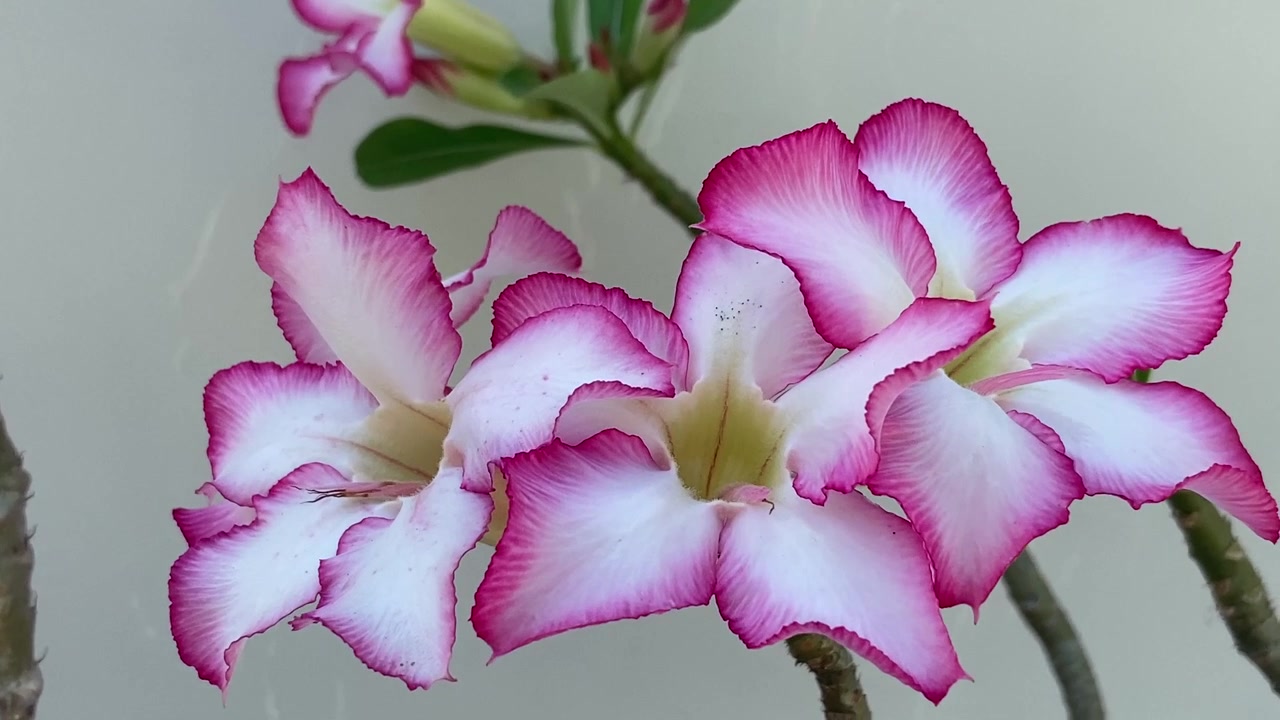 Gros plan sur des fleurs d'Adenium roses et blanches en pleine floraison