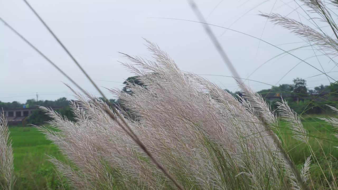 가을 하늘에 카슈 꽃이 피고 있다