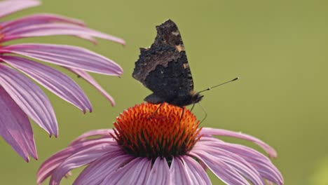 Pequeña-Mariposa-Tortoiseshell-Bebiendo-Néctar-De-Coneflower-Púrpura---Macro,-Vista-Lateral