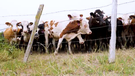 a herd of tagged cows in a field