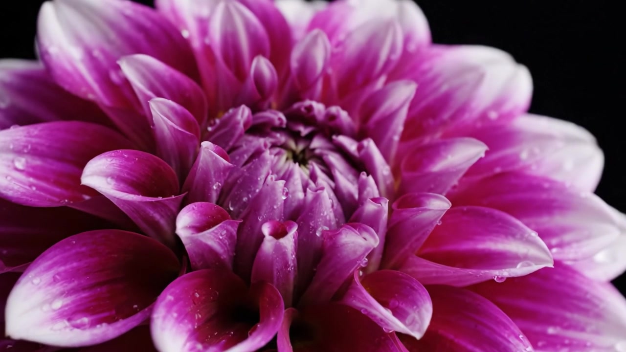 Un primo piano mozzafiato di un vivace fiore di dalia rosa che mostra i suoi petali intricati e la sua texture rugiadosa su uno sfondo scuro.