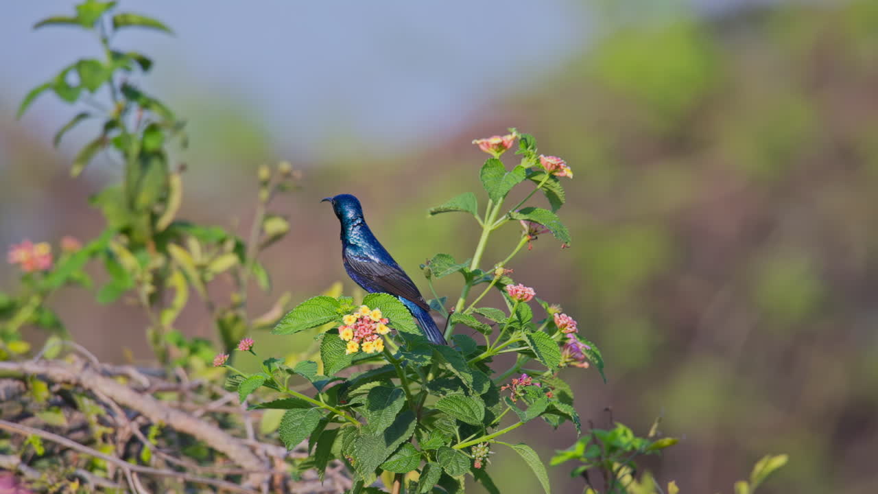 Suimanga morado elevándose de una flor y recolectando néctar de la flor con un potente aleteo en una escena de vida silvestre al aire libre.