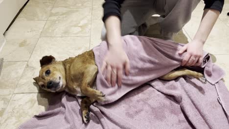 old dog being washed by her female owner after getting muddy on a walk through the countryside