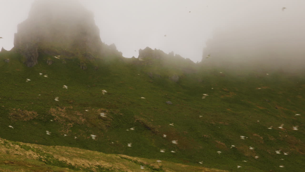 bandada de pájaros blancos volando en clima brumoso en hornstrandir, islandia - estático