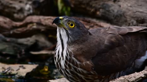 the crested goshawk is one of the most common birds of prey in asia and belonging to the same family of eagles, harriers