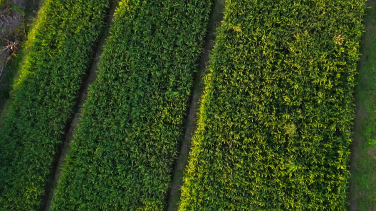 Geometric rice paddies in soft evening light with long shadows and vivid green tones
