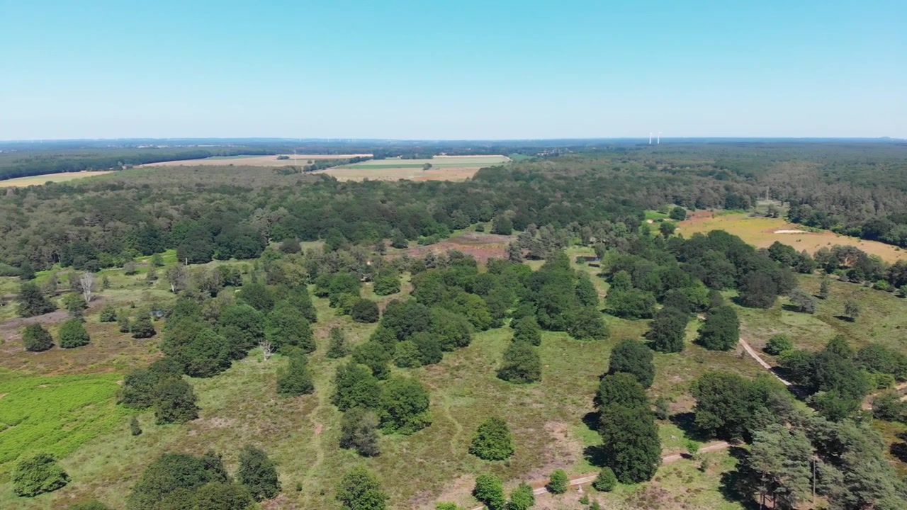 Veduta aerea di una brughiera soleggiata a De Meinweg, Paesi Bassi.