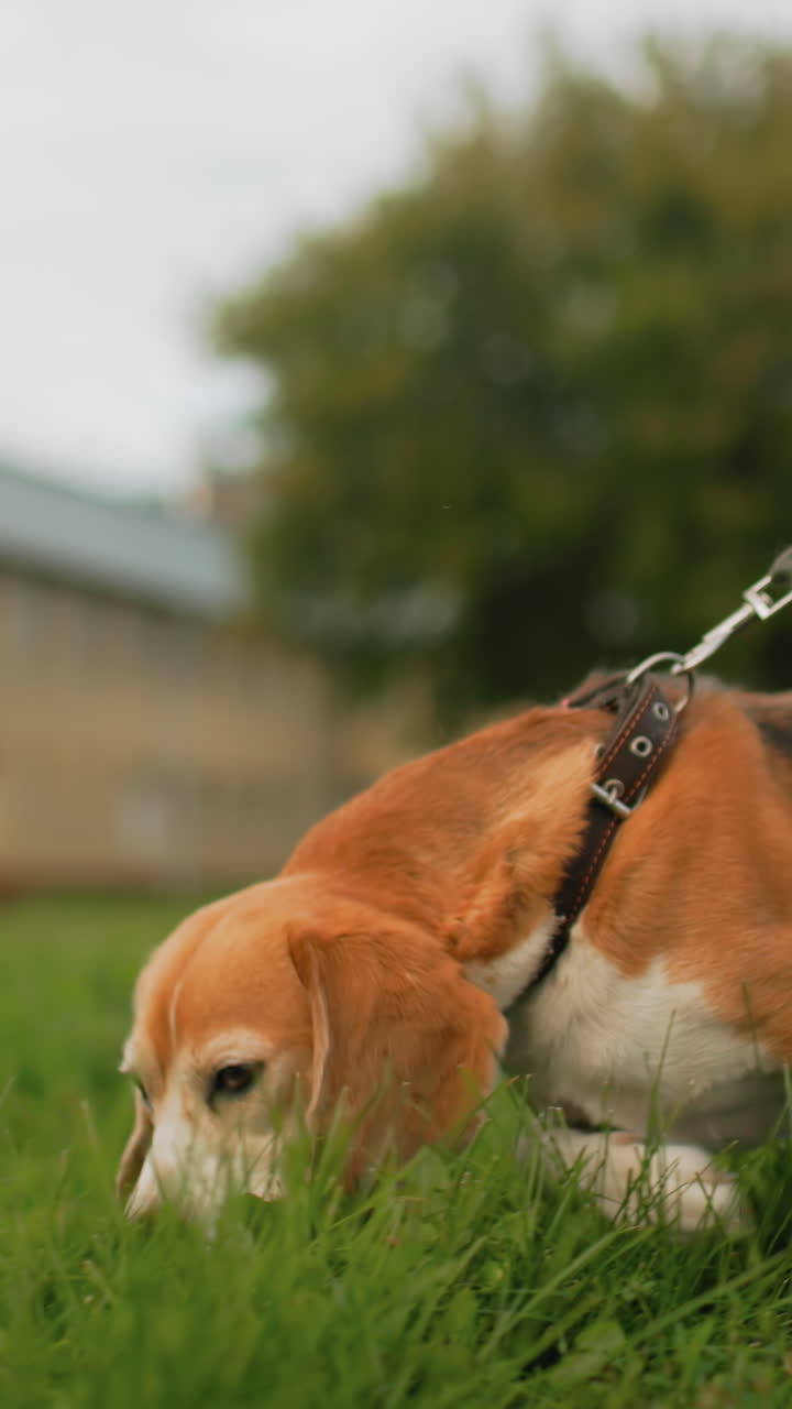 Beagle che cammina sull'erba in città, movimento, passo energico vicino all'edificio del campus, guinzaglio di cuoio teso, naso a terra che annusa, zampe e coda a mezz'aria, luce nuvolosa, atmosfera di esplorazione giocosa