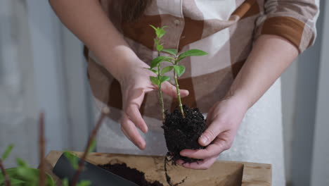 floral caretaker hands gently holding seedling while softly removing excess soil from its root ball to prepare for repotting in cozy indoor greenery setting, showcasing mindful gardening ritual