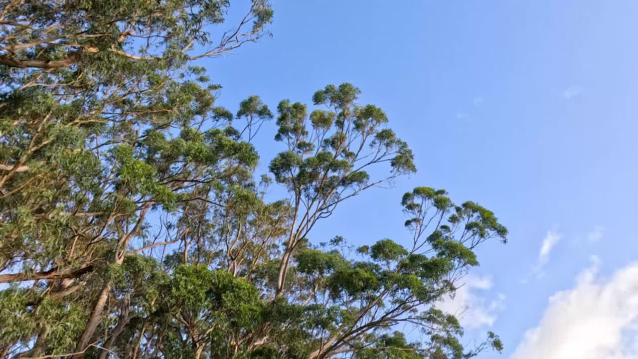 은 파란 하늘 아래 흔들리는 유칼립투스 나무