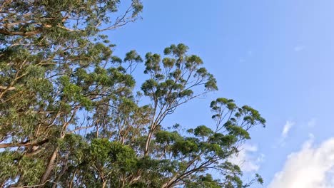 árboles de eucalipto balanceándose bajo un cielo azul claro