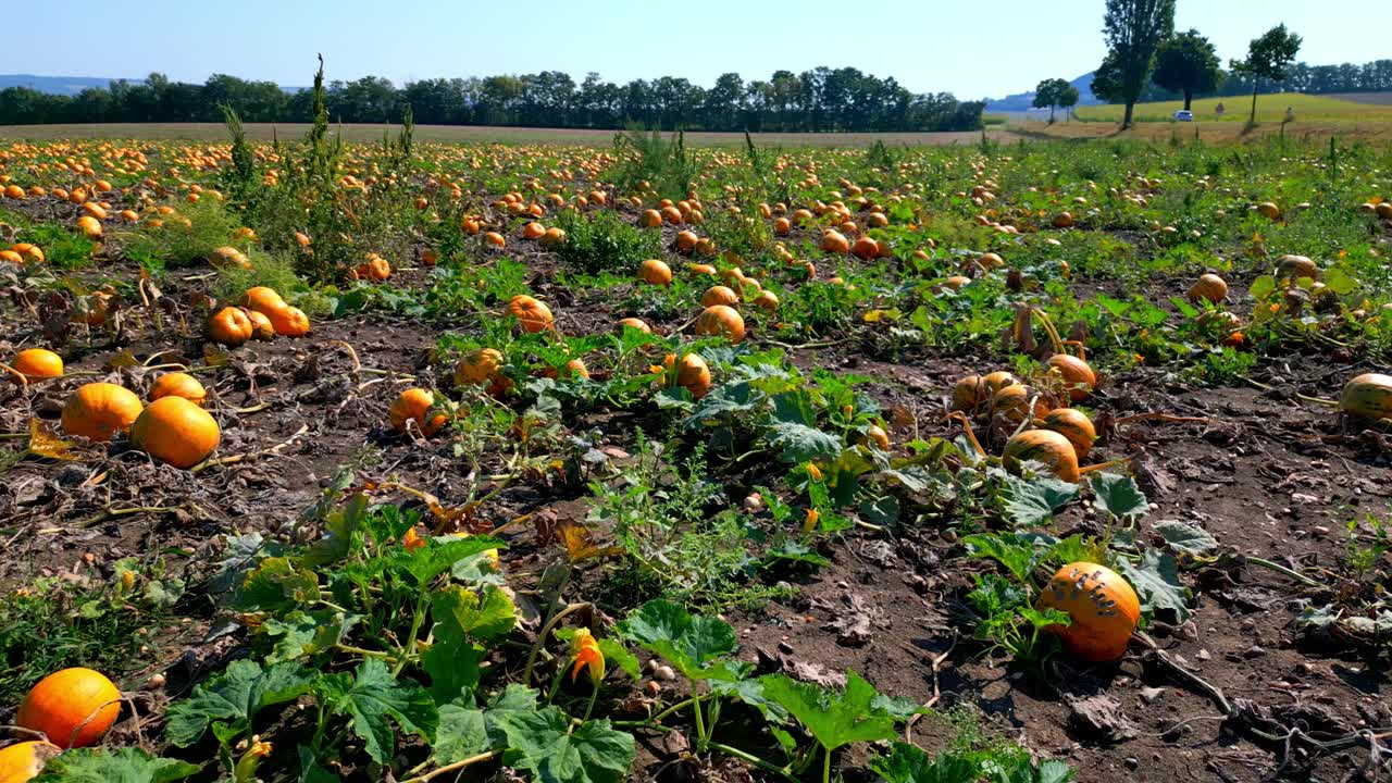 calabazas creciendo en el campo de la granja - disparo de dron