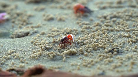 Male-sand-fiddler-crab-with-a-single-enlarged-claw,-sipping-and-consuming-micronutrients-and-forming-small-sand-pellets