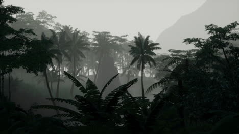 misty rainforest landscape