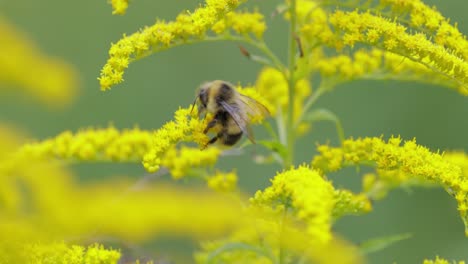 Shaggy-Bumblebee-pollinating-and-collects-nectar-from-the-yellow-flower-of-the-plant