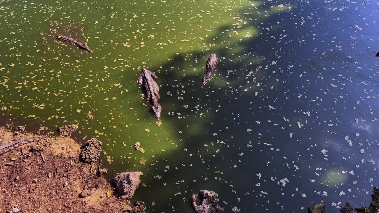 Zenith shot of crocodiles in dirty water in Cuba