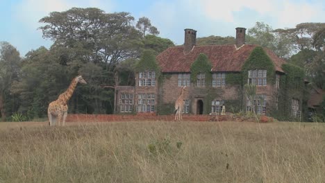 Giraffen-Tummeln-Sich-Vor-Einem-Alten-Herrenhaus-In-Kenia-15