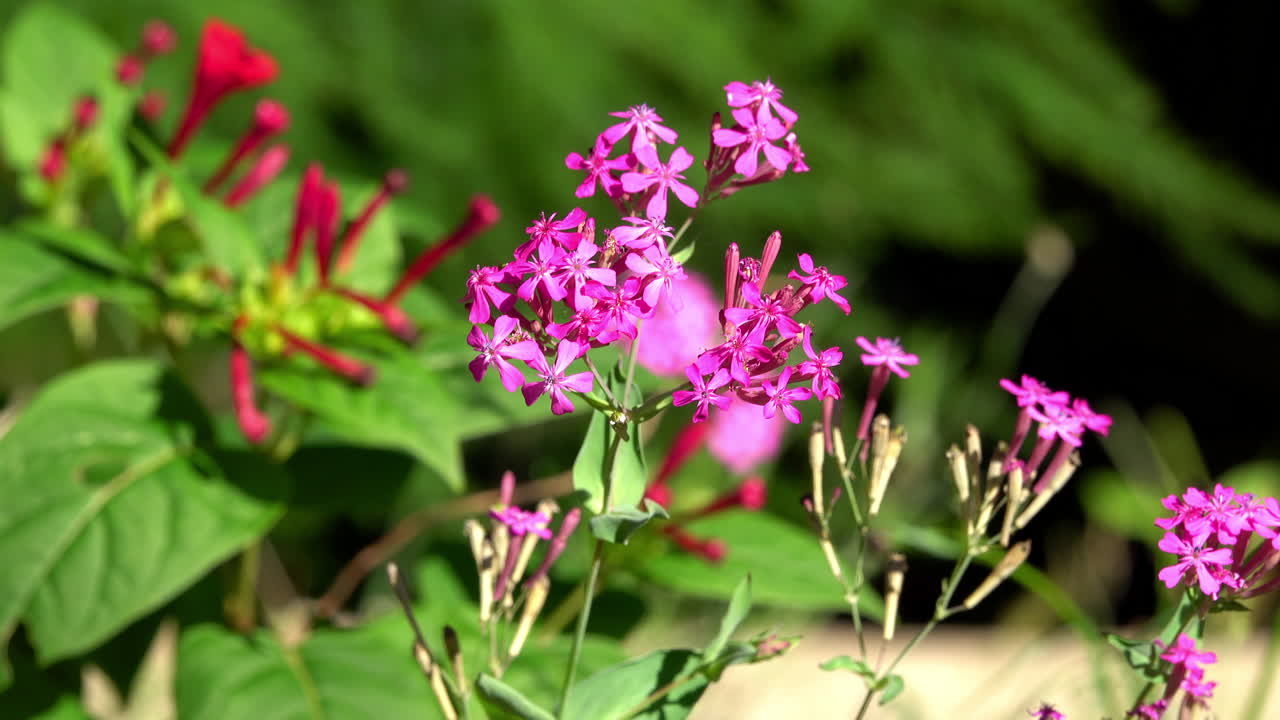 Atocion armeria flowers in a country garden