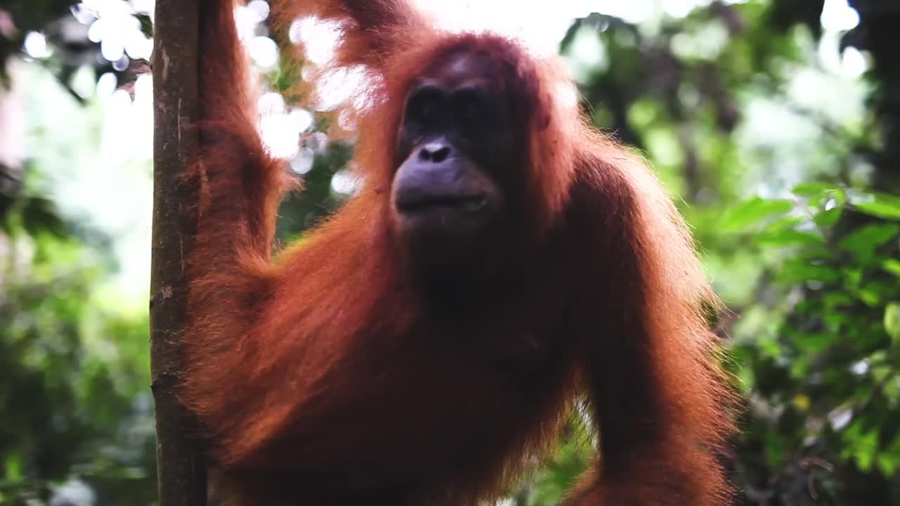 Dişi orangutanın yakın çekim çiğnemesi, sabit çekim.