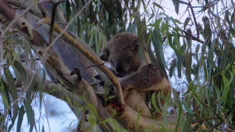 adorable koala durmiendo en un eucalipto en australia
