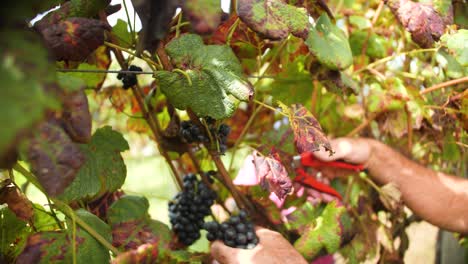 Grape-Harvest-in-Portugal,-Hands-Picking-Manually-Bunches-of-Ripe-Red-Wine-Grapes-in-Vineyard