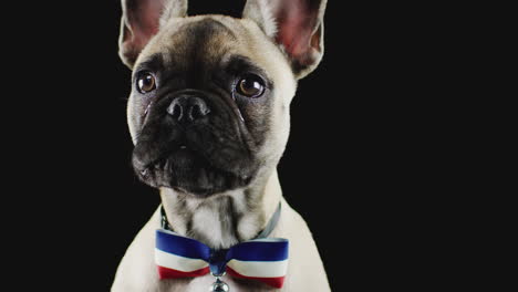 Studio-Portrait-Of-French-Bulldog-Puppy-Wearing-Bow-Tie-Against-Black-Background